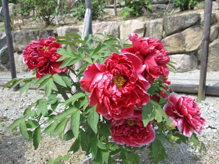 芳紀