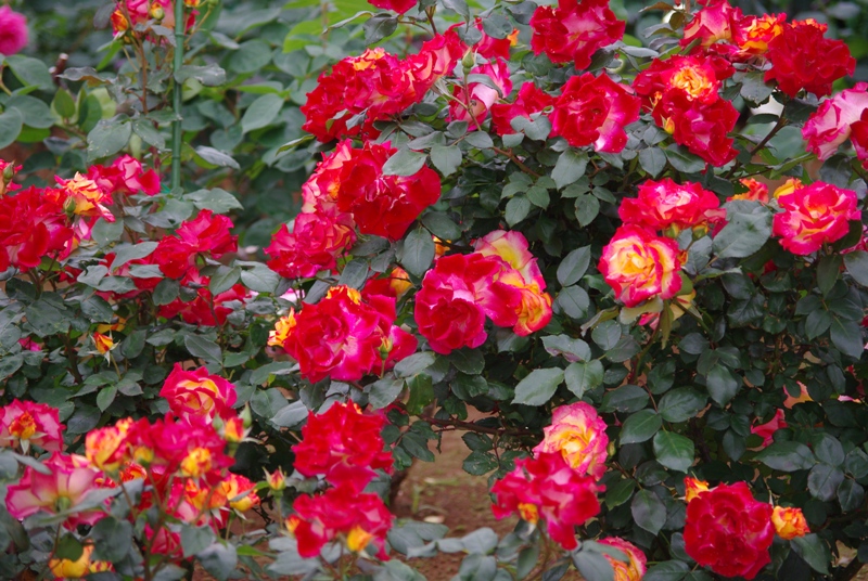 c0125596_2214036.jpg