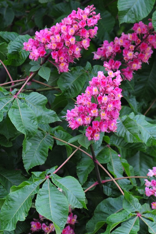 「狸」　ハンカチの木　紅花トチノキ　_f0168596_14281478.jpg