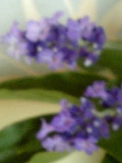 f0116297_1631159.jpg