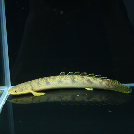 ドラゴンフィンエンドリ 熱帯魚