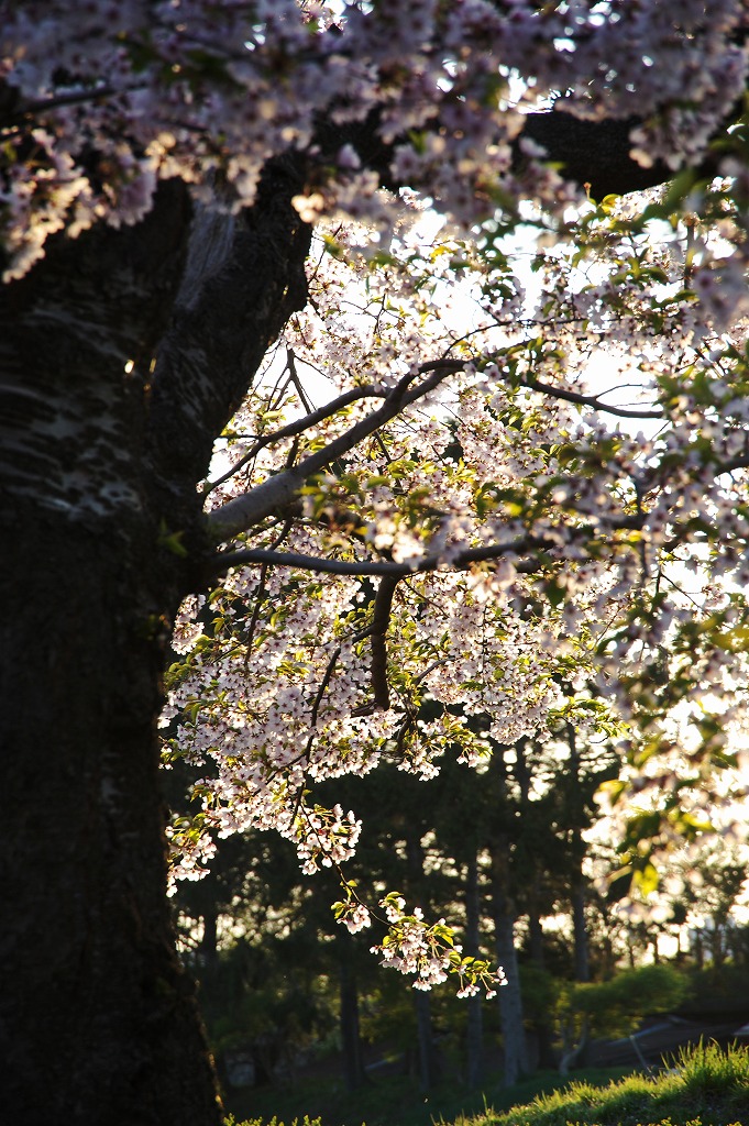 五稜郭公園の桜　2_c0157704_2010491.jpg