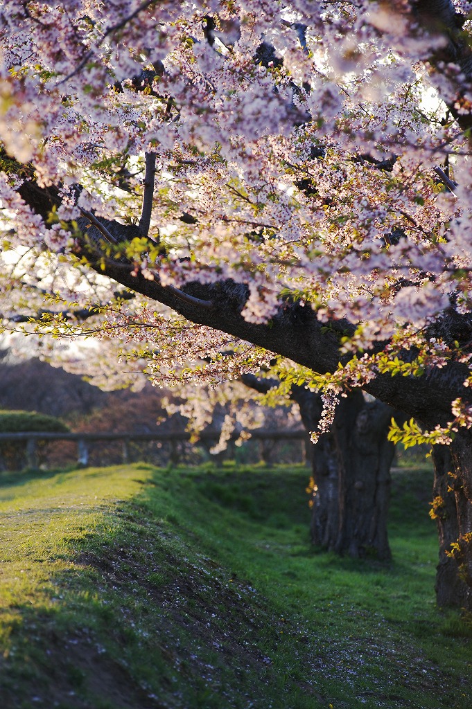 五稜郭公園の桜　2_c0157704_20125615.jpg