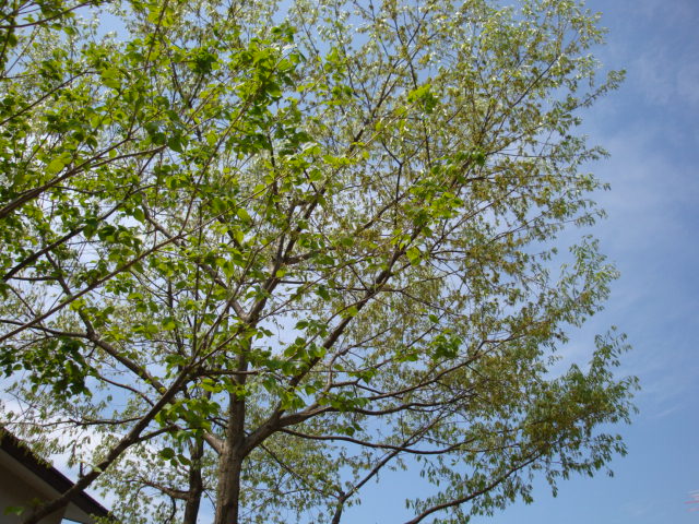 e0175905_20171213.jpg