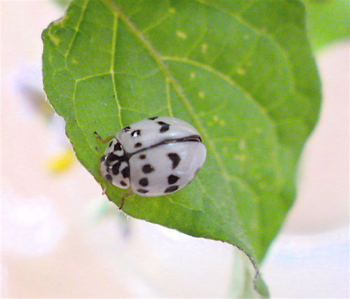 背中にハートがあるんです : 昆虫ブログ むし探検広場