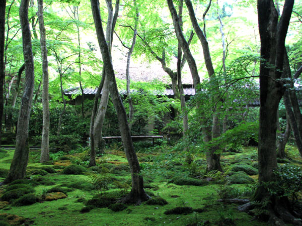 祇王寺 新緑_e0048413_20363951.jpg
