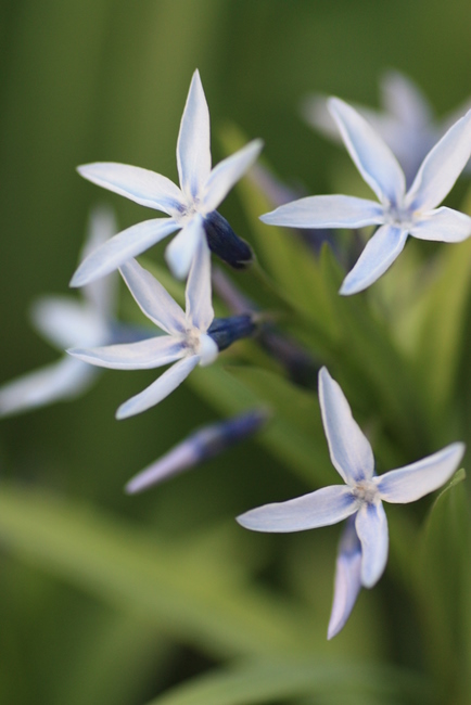 春の青い花 Pot Pourri 写真館