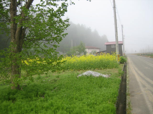母の日の産直ユリありがとうございます_f0067514_16304767.jpg