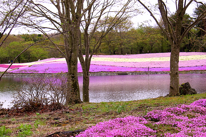 富士の裾野の芝ざくら･･･その２_b0165522_16453885.jpg