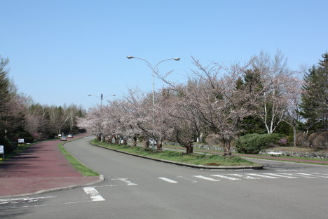 桜＠戸田記念墓地公園。_f0011124_736750.jpg