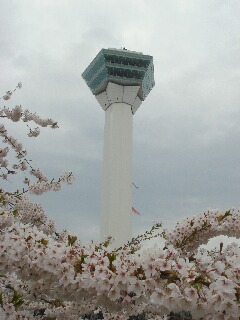 桜タビ（道南編）⑦～五稜郭公園の桜～_f0181524_21575035.jpg