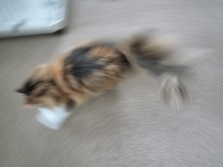 ピンポン_f0181924_176403.jpg
