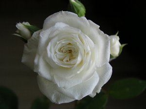b0031925_11435420.jpg