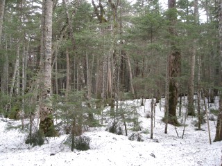 c0090236_11353541.jpg
