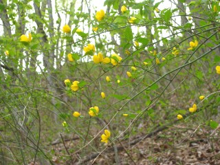 c0090236_11472358.jpg