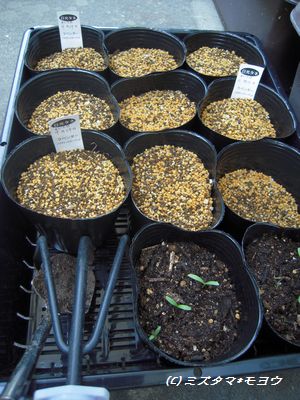 ラベンダー発芽 と新しいラベンダーとアロエとトマト 晴れの日も 雨の日も ラベンダー発芽 と新しいラベンダーとアロエとトマト 晴れの日も 雨の日も