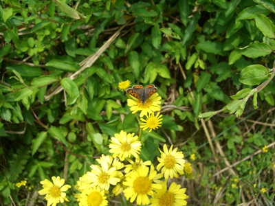 e0110940_12474562.jpg