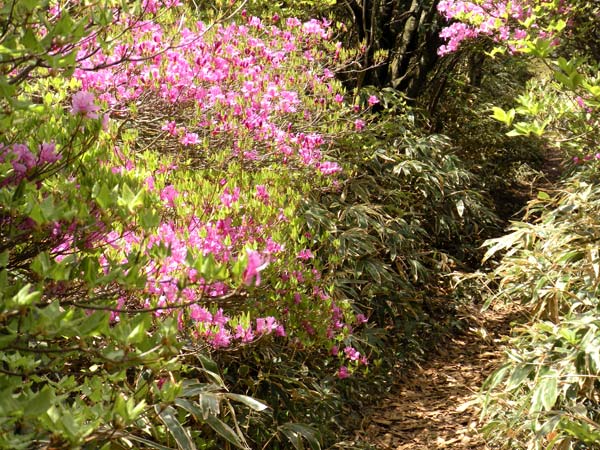 c0047341_7462319.jpg
