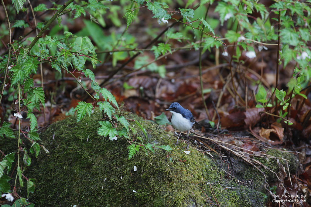 久し振りの野鳥（コルリ：おわり）_c0009042_10233415.jpg