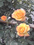 バラの季節♪_d0118053_11102941.jpg