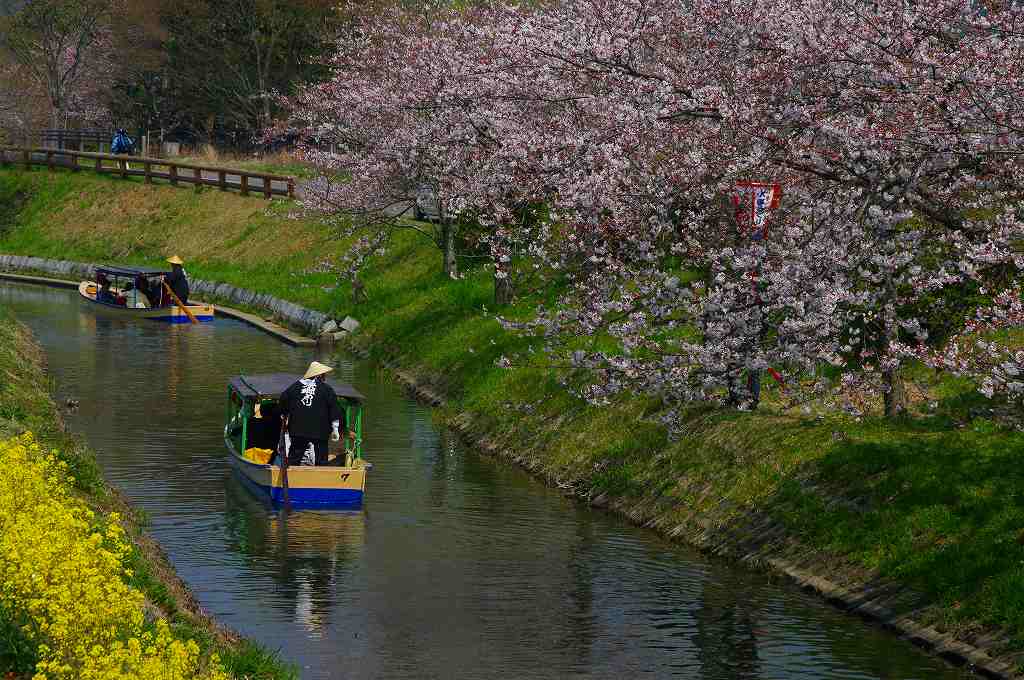 滋賀県　近江八幡　桜舞_f0033856_16281044.jpg