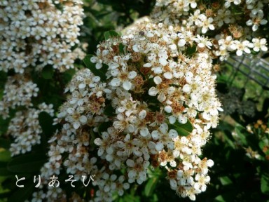 e0147757_14481098.jpg