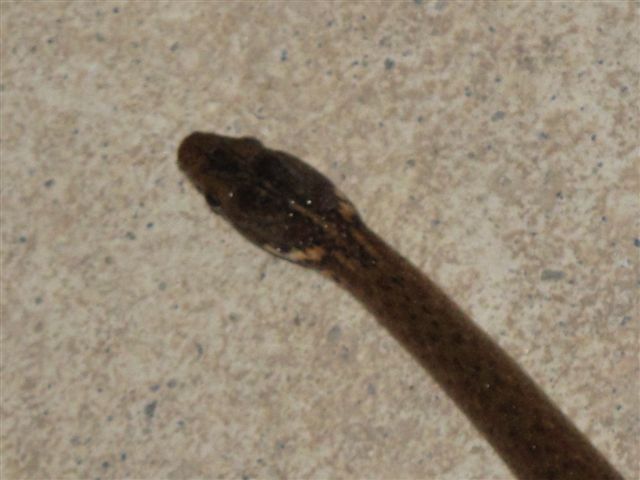 Baby snake_c0157558_14255091.jpg