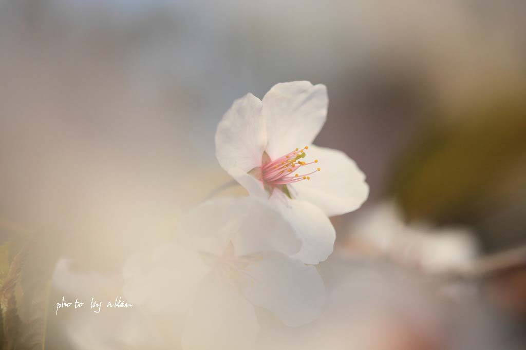 朝の芝桜あんど桜子ちゃんより～_a0039860_1326432.jpg