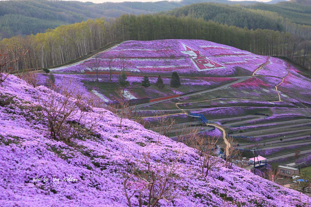 朝の芝桜あんど桜子ちゃんより～_a0039860_13274783.jpg