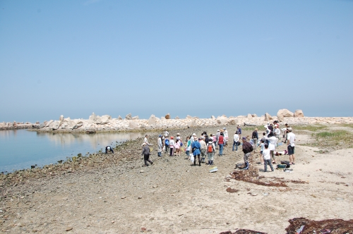 第２回大阪湾生き物一斉調査　in せんなん里海公園海岸_c0108460_20524093.jpg