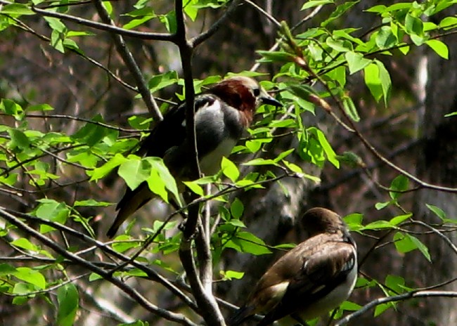 恵庭公園とﾕｶﾝﾎﾞｼ川_a0117463_20463292.jpg