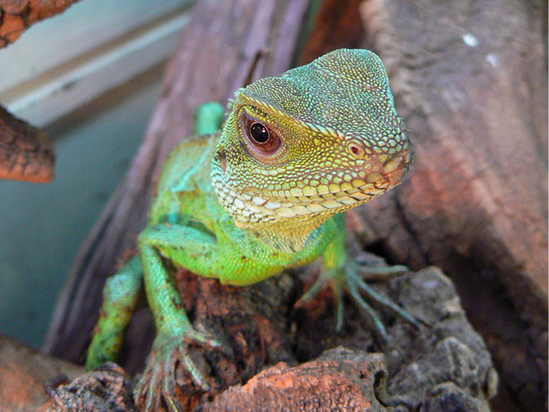 竜 ドラゴン エンドレスゾーン 竜 ドラゴン エンドレスゾーン