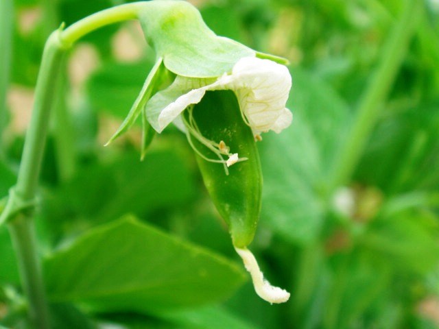 野菜の花も綺麗です_b0084468_22555972.jpg