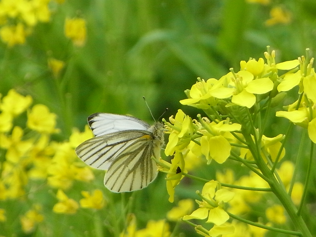 ルッコラの花も満開♪_b0102868_529597.jpg