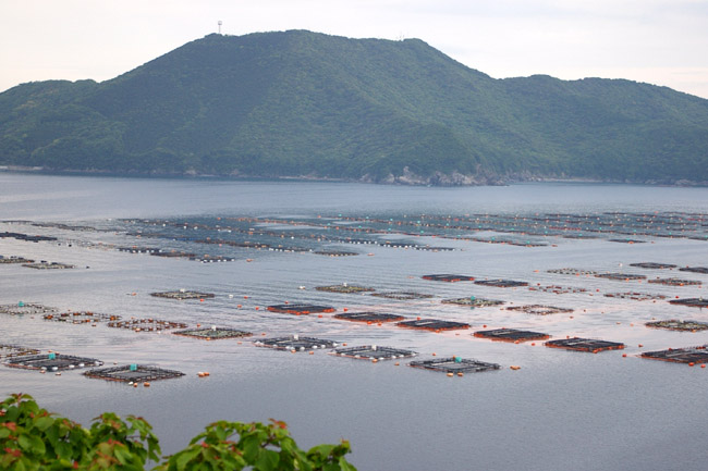 南予の海岸にて_f0130879_2212747.jpg