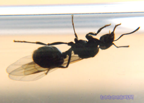 くろながあり クロナガアリ 昆虫シリーズ ナカムラ 模型