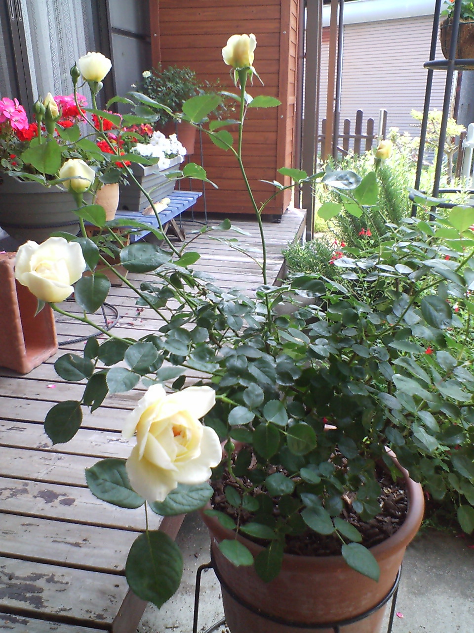 e0172583_12828.jpg