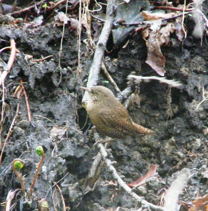 ミソサザイ　　　（鷦鷯）_f0201084_20484129.jpg