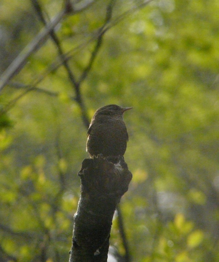 ミソサザイ　　　（鷦鷯）_f0201084_205036.jpg