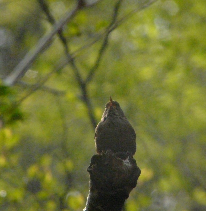 ミソサザイ　　　（鷦鷯）_f0201084_20531124.jpg