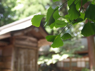 しそじ_f0197985_22575889.jpg