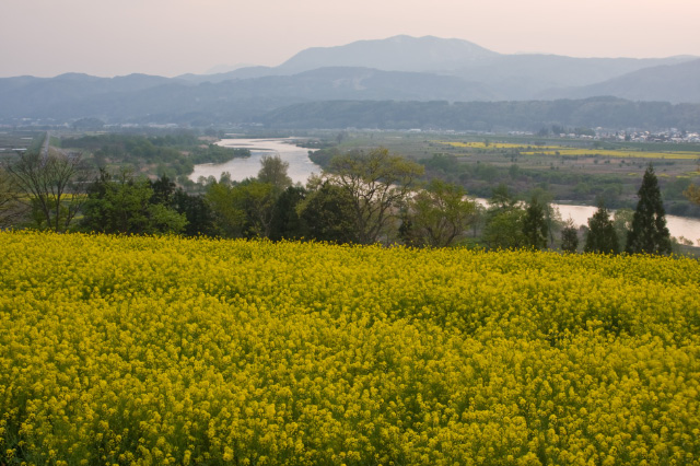 GWシリーズその５ 長野県 飯山市 菜の花公園_c0092386_61122100.jpg