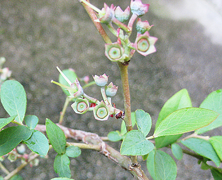 d0020789_88673.jpg