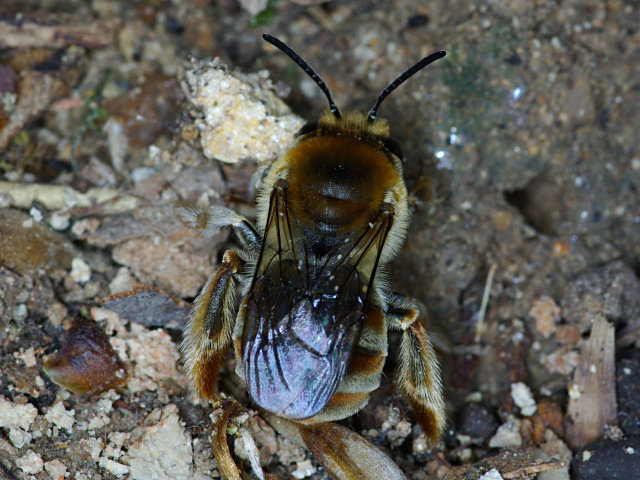 ニッポンヒゲナガハナバチ（桜ヶ峰神社 2009/04/18撮影）_f0204094_1374579.jpg