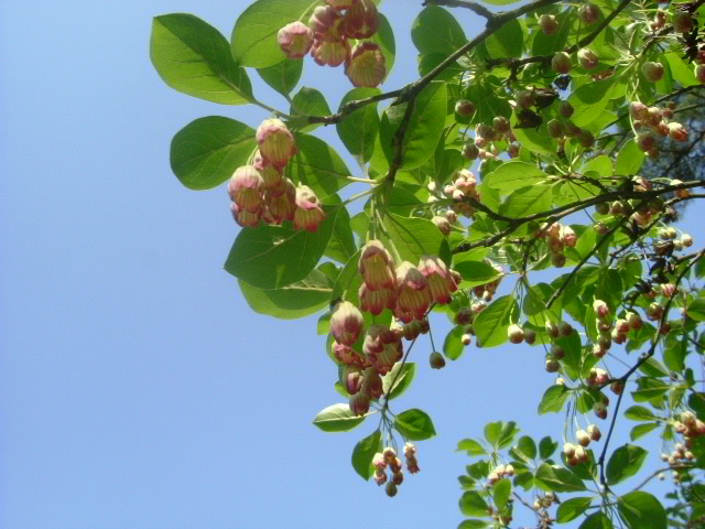 布引の滝～森林植物園_b0044296_211586.jpg