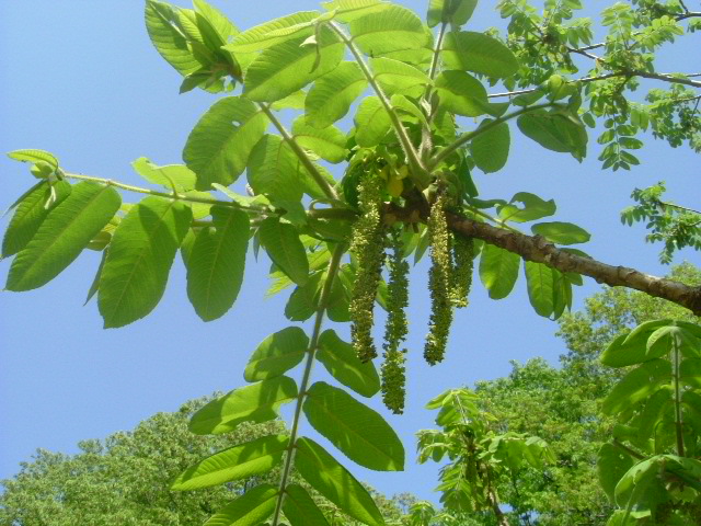 布引の滝～森林植物園_b0044296_21162754.jpg