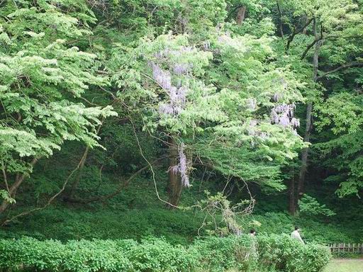 公園の花々。。。_e0025300_20451363.jpg