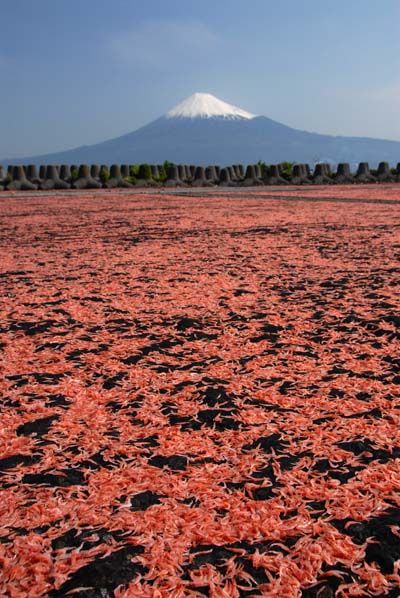 新幹線と富士山・・_a0044202_1955725.jpg