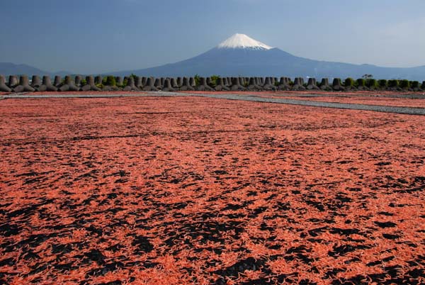 新幹線と富士山・・_a0044202_1961985.jpg