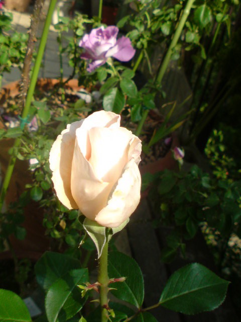f0052603_23303059.jpg